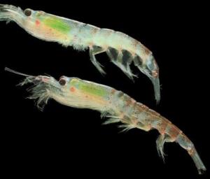 Krill small shrimp-like animals